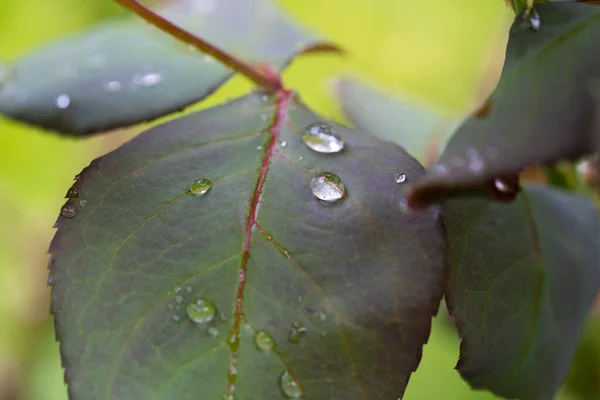 Piękne Kropelki Deszczu Zielonym Liściu — Zdjęcie stockowe