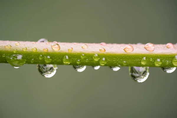 Zbliżenie Kropel Wody Łodydze Rośliny — Zdjęcie stockowe