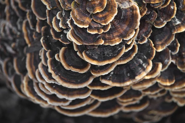 许多生长在树上或树桩上的蘑菇寄生物五彩斑斓 — 图库照片