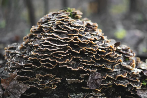 Molti Funghi Parassiti Che Crescono Albero Ceppo Trametes Versicolor — Foto Stock