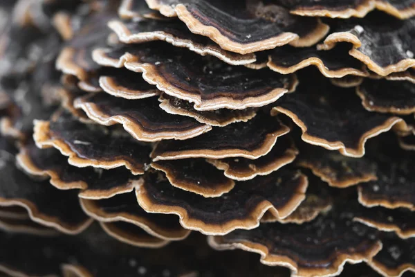 许多生长在树上或树桩上的蘑菇寄生物五彩斑斓 — 图库照片
