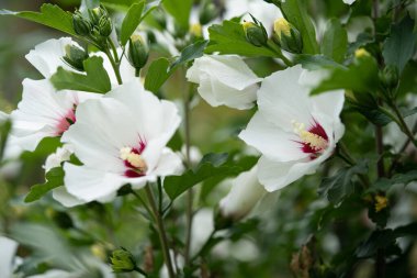 Güzel beyaz Hibiscus çiçekleri çalıların üzerinde