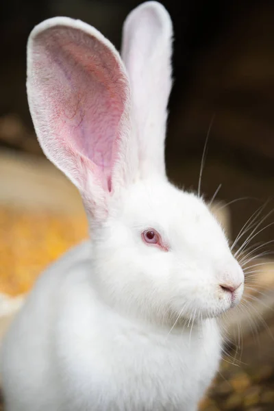 Красивий Білий Домашній Кролик Пасеться Ходить Вольєрі Відкритому Повітрі — стокове фото