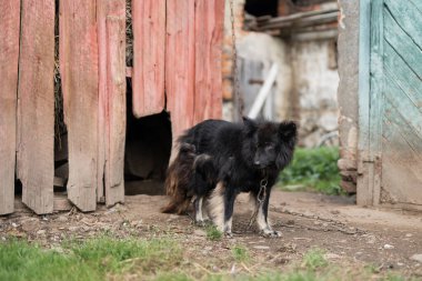 A lonely and sad guard dog on a chain near a dog house outdoors
