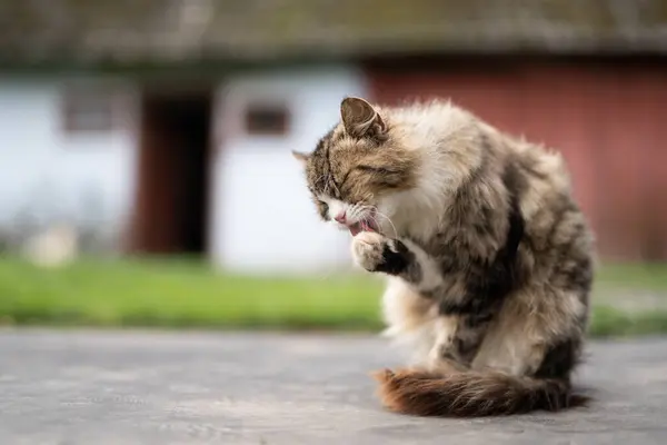 Güzel, tüylü bir kedi bahçede yıkanır.