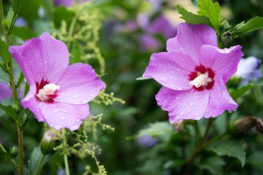 Çalı üzerinde güzel mor amber çiçekleri