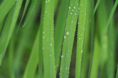 Yeşil bir yaprağın üzerine düşen damlacıklar