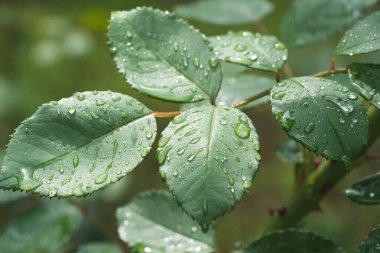 Yeşil bir yaprağın üzerine düşen damlacıklar