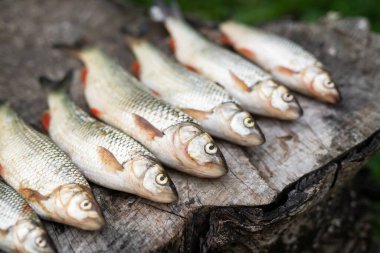 Bir balıkçı tarafından tahtaya serilmiş güzel bir balık avı.
