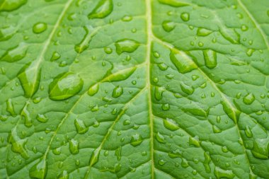 Yeşil bir yaprağın üzerine düşen damlacıklar