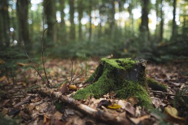 Ormandaki oduncular tarafından kesilen bir ağaç kütüğü yosunla kaplıdır.