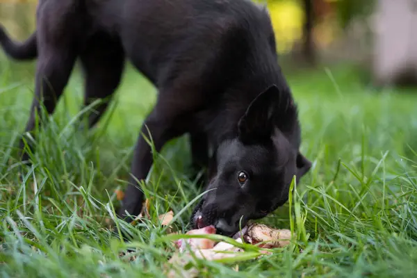 black young dog eats bone on the grass outdoors
