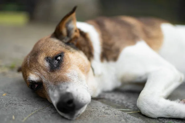 Üzgün bir köpek dışarıda uzanıyor.