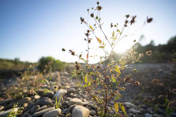plants in the  sun backlight grow among the stones on the river bank