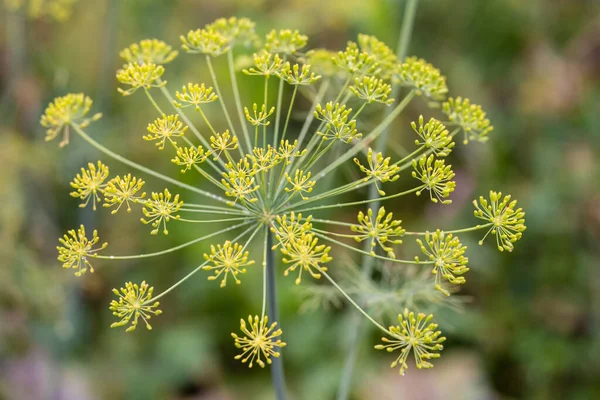 close up of a yellow dill flower