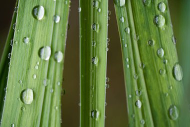 Yeşil bir yaprağın üzerine düşen damlacıklar