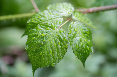 Yeşil bir yaprağın üzerine düşen damlacıklar