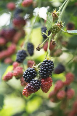 Bahçedeki çalıların üzerinde lezzetli ve sulu böğürtlen meyveleri
