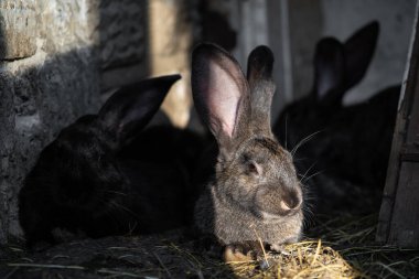 Güzel, gri bir evcil tavşan otluyor ve açık havada yürüyor.