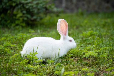 Güzel beyaz bir tavşan otluyor ve dışarıda yürüyor.