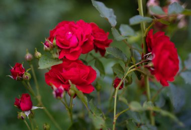 Bahçede büyüyen güzel kırmızı gül