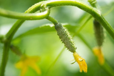 Taze yeşil salatalıklar serada yetişir.
