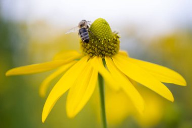 beautiful yellow flower of Rudbeckia and a bee that collects pollen clipart