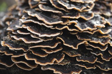 Ağaçta ya da kütük üzerinde yetişen birçok mantar paraziti Versicolor