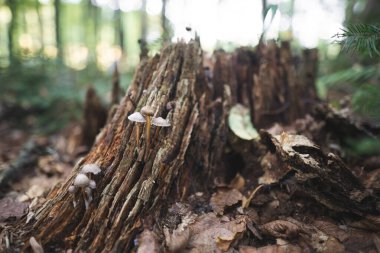 Yenilemez mantarlar ormandaki bir ağaç kütüğünden yetişir.