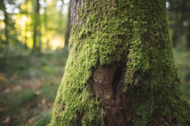 Ormandaki ağaçlar yeşil yosun ile kaplıdır.