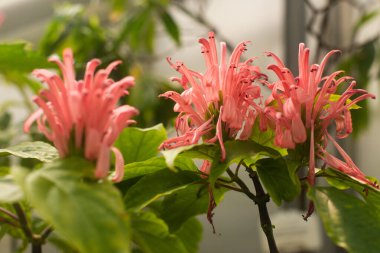 Güzel bir şamandıraya yakın çekim