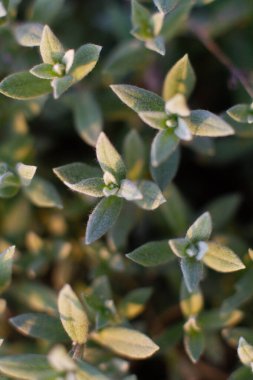 close-up of a sprout of the Stachis Byzantine plant clipart