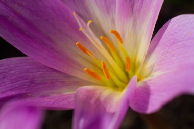 Bahçedeki güzel bir Colchicum çiçeğinin yakın çekimi.
