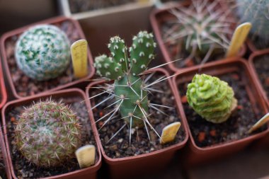 Serada bir sürü farklı dekoratif kaktüs yetişiyor.
