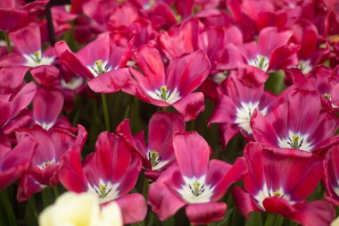 Bahçede renkli lale çiçekleri yetişiyor.