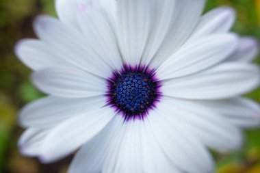 Bahçedeki güzel Eklon osteospermum çiçeklerine yakın çekim