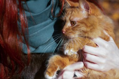 Bir kızın ellerinde kıvırcık ve tüylü kırmızı bir kedinin yakın plan portresi.