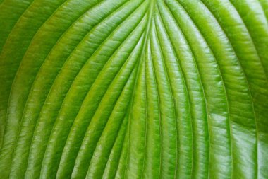 Hosta bitkisinin büyük bir yaprağının dokusuna yakın çekim