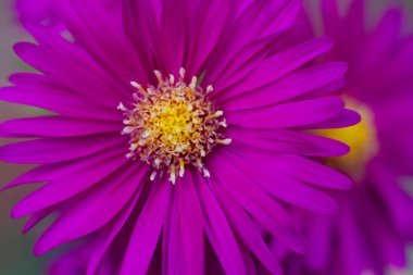 Bahçedeki güzel bir menekşe Aster çiçeğinin yakın çekimi.