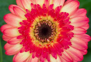 Bahçedeki güzel Gerber Jameson çiçeğinin yakın çekimi.