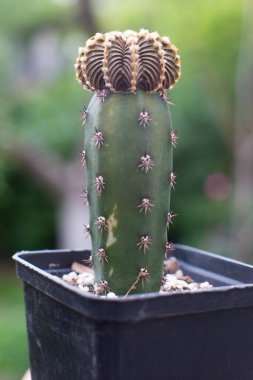 Serada bir sürü farklı dekoratif kaktüs yetişiyor.