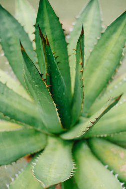 Aloe bitkisinin dikenli yaprağının dokusuna yakın çekim