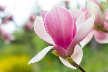 Bahçedeki güzel pembe manolya çiçeklerini kapat.