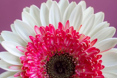 Bahçedeki güzel Gerber Jameson çiçeğinin yakın çekimi.