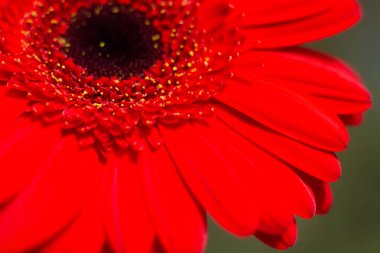 Bahçedeki güzel Gerber Jameson çiçeğinin yakın çekimi.