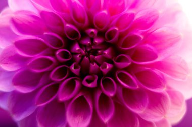 Bahçedeki güzel Dahlia çiçeğine yaklaş.