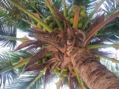Güzel tropikal palmiye ağaçları kıyıda yetişir.