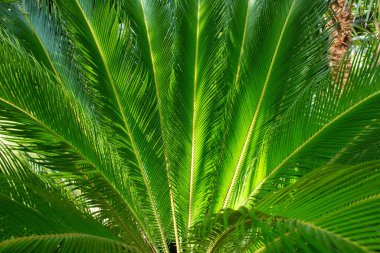 Cycas bitkisinin yeşil yapraklarının dokusunu kapat