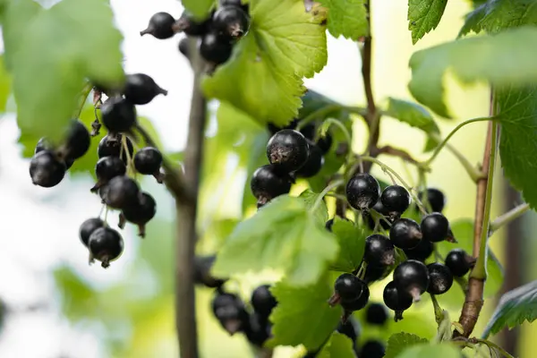 Bahçedeki çalıların üzerinde lezzetli ve sulu kuşüzümü demetleri.