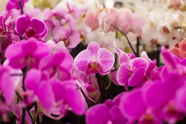 Bahçedeki güzel Doritaenopsis çiçeklerini kapat.